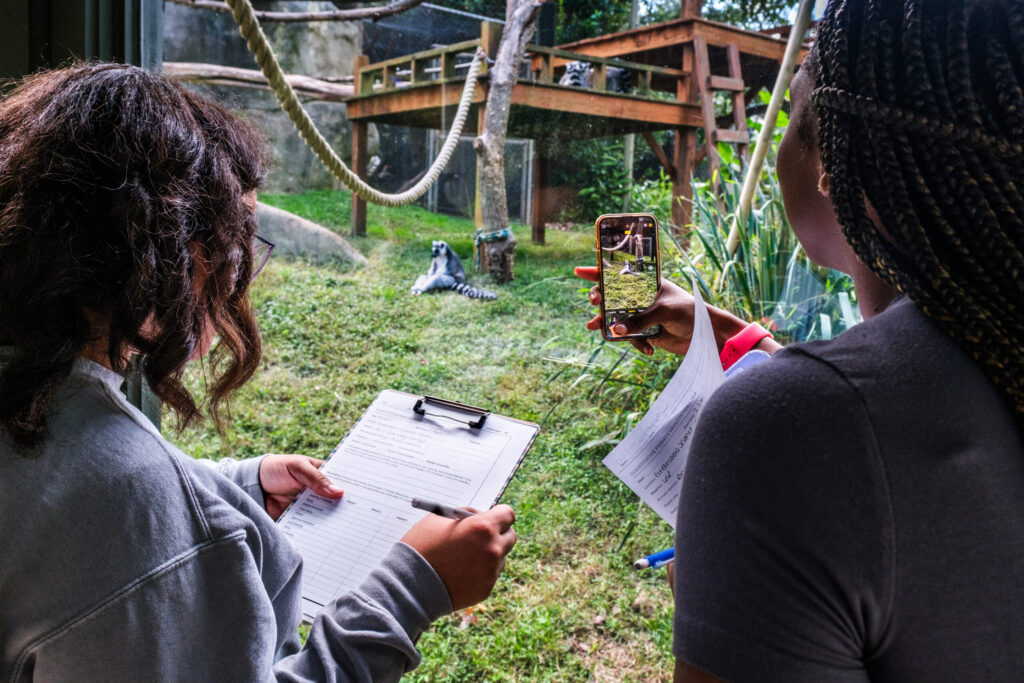 Two students face away from the camera, holding a clipboard in front of a glass-enclosure at the zoo. Behind the glass is a lemur looking towards them.