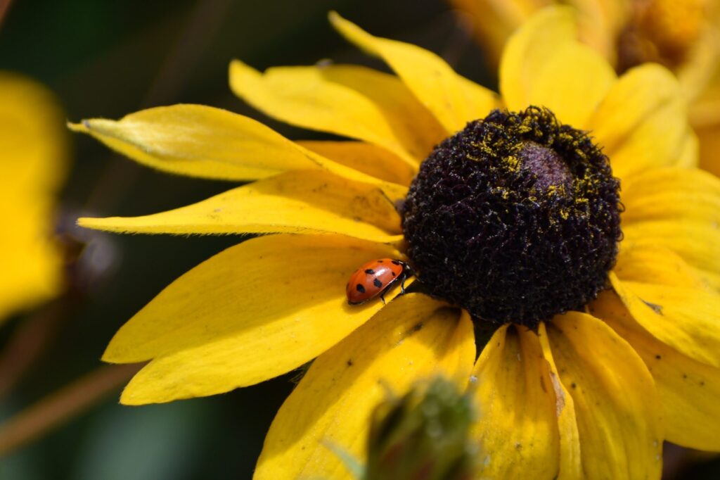 A Convergent Lady Beetle.