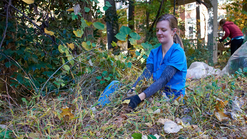 A UNCG student pulls ivy out of Peabody Park.