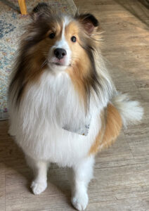 Berkeley is UNCG professor Angela Bolte's beloved Sheltie.