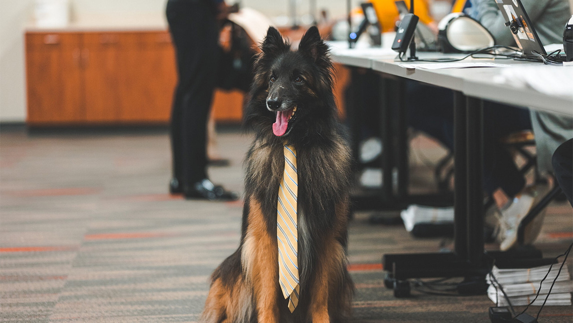 Odin the UNCG police comfort dog wears a tie at a career fair.