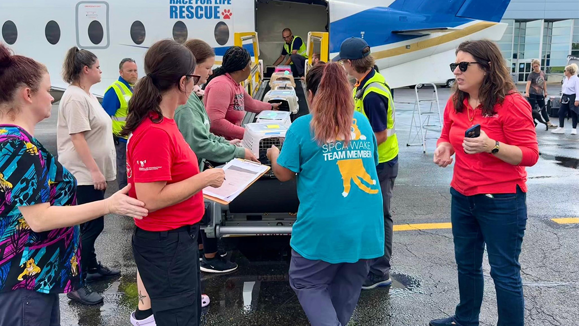 Volunteers and UNCG alumna Jessica Arias load cat carriers into a plane.